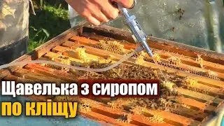 Щавелева кислота від кліща Вароа навесні
