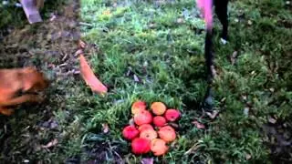 Psia Kuźnia - veggie dogs :)