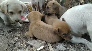A litter of pups