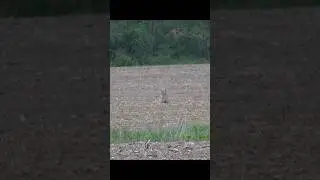 Убийственный выстрел койота 