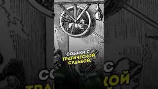 Порода собак с трагической судьбой. 