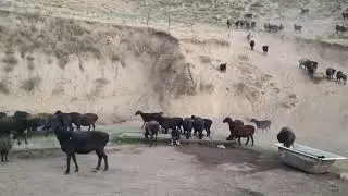 овцематки Таджикистан