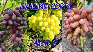 ОБЗОР СОРТОВ ВИНОГРАДА