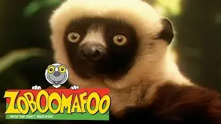 🐒 Zoboomafoo 🐒 106 | Swimming - Full Episode | Kids TV Shows