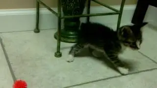 little cat goes crazy