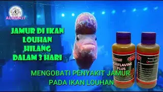 MENGOBATI PENYAKIT JAMUR PADA IKAN LOUHAN DAN MAS KOKI, LOUHAN SRD