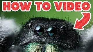 Photographing Dead Bugs - Macro Photography Tips and Walk through 🕷️