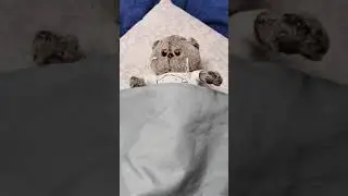 БАСИК ОЧЕНЬ УСТАЛ / ПРИКОЛЫ С КОТАМИ / ПРИКОЛЫ С БАСИКОМ 