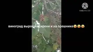 🍇виноград на сирени