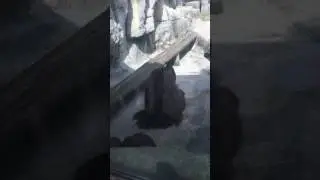 Gorilla having sex at zoo