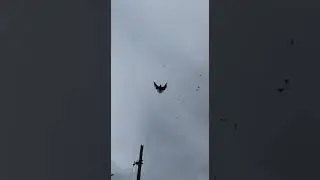 Sickle pigeons of Oleg Razlivanov, +7 927 291-99-00 Samara. Channel Oleg Kostyakov.