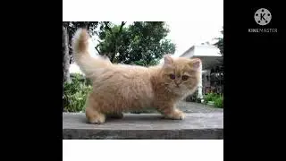 PILIH KUCING SESUAI KELAS