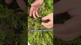 Самые толстые туи у меня #быстраятуя #толстаятуя #туя #какускоритьросттуи #дача #воскресенскиедачник