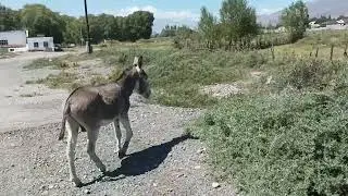 Поездка в Балыкчи (Рыбачье) на Иссык Куль