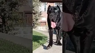 Mission: Impossible / Cane Corso #shorts