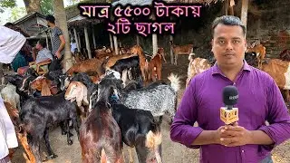 মাত্র ৫৫০০ টাকায় ২টি ছাগল সবচেয়ে কম দামে ছাগল