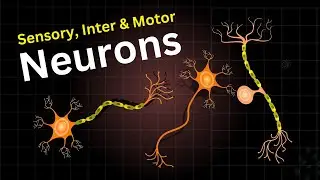 Types of neurons Explained | Exploring the Diversity of Neurons | Types of Neurons