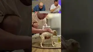 ЗАСМЕЯЛСЯ - ПОДПИСАЛСЯ! Ч.191😆 УЛЫБКА НА ЦЕЛЫЙ ДЕНЬ!