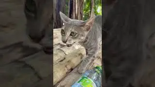 Котики на острове Тоду (Мальдивы) #maldives #cats #animals