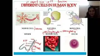 Cell-Fundamental unit of Life CBSE-Class 9th