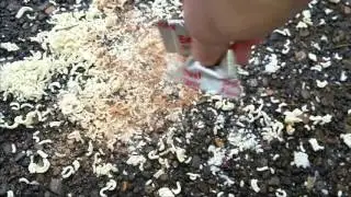 Ramen