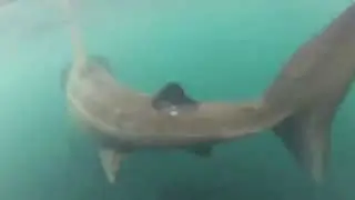 LiveLeak.com - Shocking Video - Close call with a shark