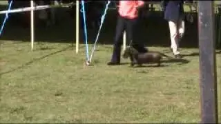 Pola at Guildford Open Show 2