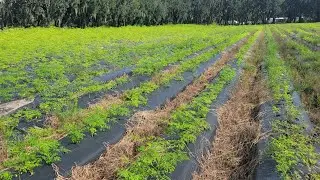 Moringa Tree Benefits