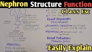 Nephron | Nephron Structure | Nephron Functions | Nephron Class 12