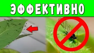 Как избавиться от мошек в комнатных цветах