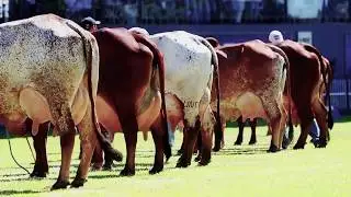 Gir Leiteiro Nacional
