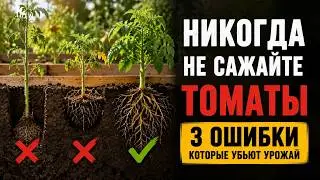 Никогда не сажайте томаты так: главная ошибка губит весь урожай