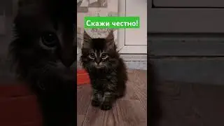 Скажи честно!#видео#cat #shorts