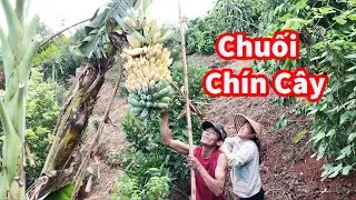 Hướng Dẫn Chặt Chuối Đúng Cách Và Cái Kết