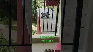 #fight #dangal #love #birds #nature #youtubeshorts ... love and fight..
