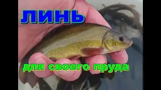 Зарыбление линем. Строим пруд в деревне часть 29.