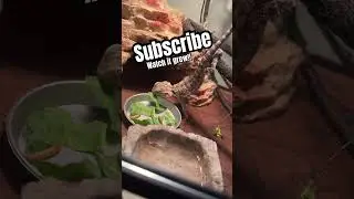 Bearded Dragon Eating 