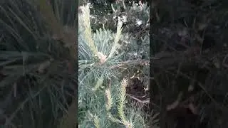 пыльцы нет