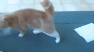 Смешные с