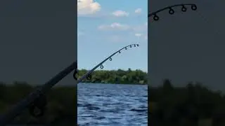 #shorts что там было? 🎣 #fishing #рыбалка #фидер #фидернаярыбалка #фидернаяловля