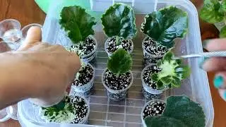 Размножение фиалок с листика. Как укоренить лист! Мой опыт.