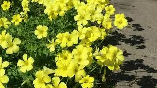 Buttercup flowers