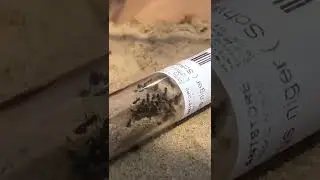 Frisch geschlüpfte Ameisen sind weiß. Lasius niger Kolonie wächst. #ameisenhaltung