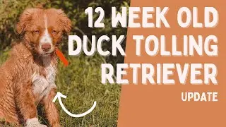 12 week Nova Scotia Duck Tolling Retriever + Why we chose a Toller
