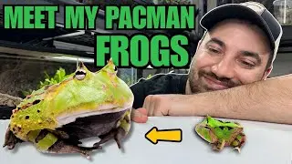 Meet all of my Pacman Frogs! Unboxing, feeding, news and more!