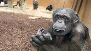 Zoo Hannover - Ausbruch der Affen