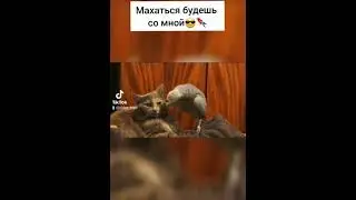 МАХАТЬСЯ БУДЕШЬ СО МНОЙ/ ВЕСЕЛЫЕ ЖИВОТНЫЕ/РЖАКА
