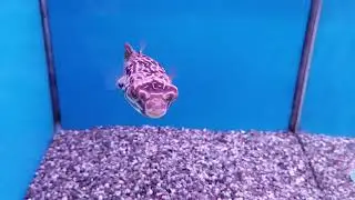 ကမ္ဘာ့အကြီးဆုံး ရေချိုငါးပူတင်း 😊😉 Mbu pufferfish/Giant freshwater pufferfish ( Tetraodon mbu )