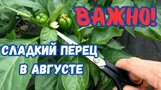 Сладкий перец в августе, работы по увеличению урожайности.#огород #сладкийперец #урожай #урожай