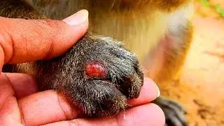 Oh my god Sweet pear ! big baby has got an injure on finger , Look at monkey very hurt 
